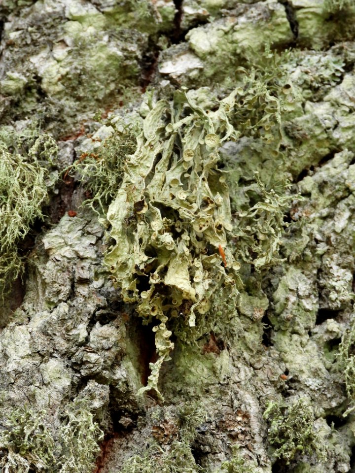 Ramalina fraxinea 90659439