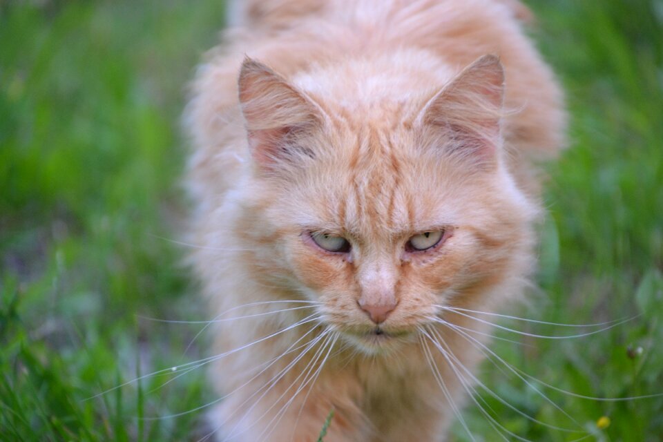 Red cat view evil