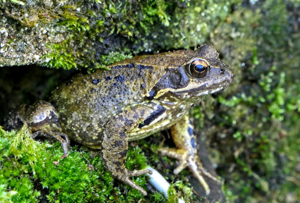 Rana temporaria, Grasfrosch, 2019