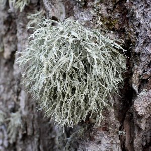 Ramalina farinacea 125319491