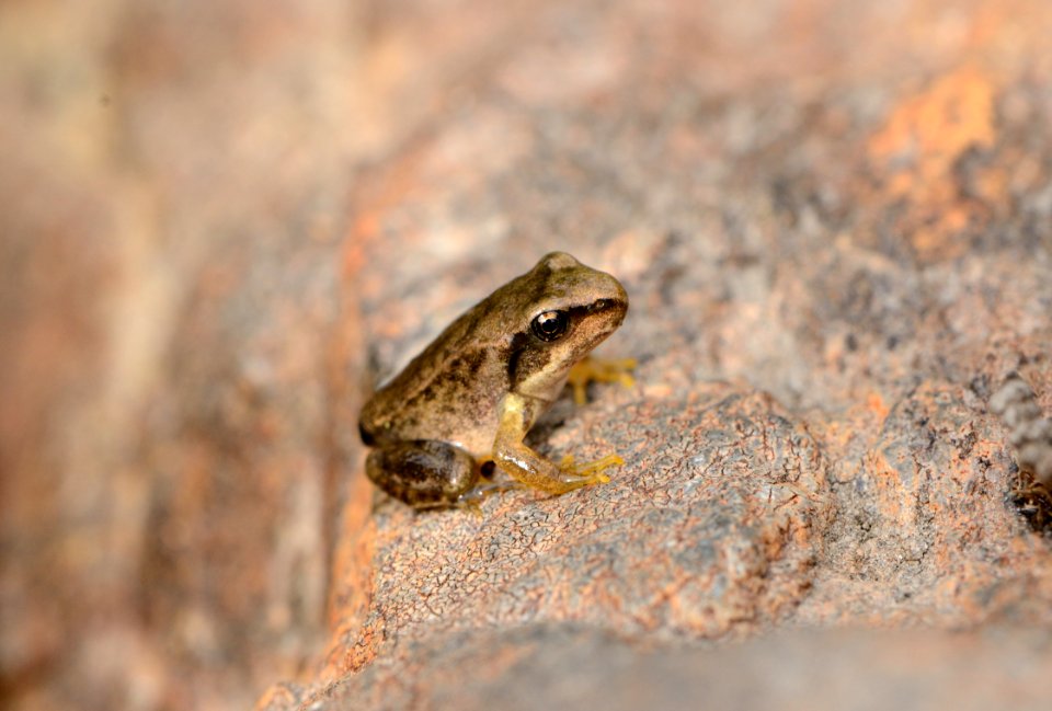 Rana temporaria juv 01