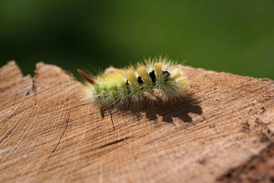 Nature animal close up