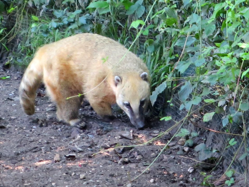 Raritätenzoo Ebbs 8