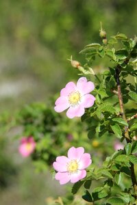 Bloom nature plant