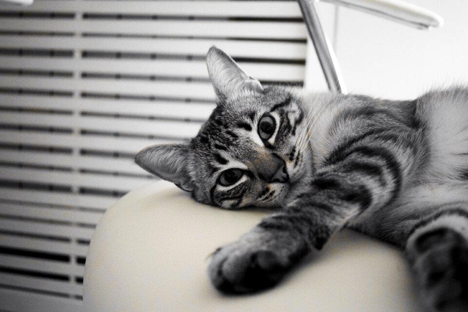White animal feline