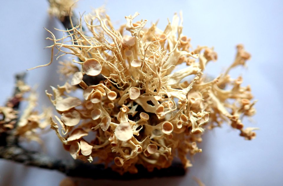 Ramalina glaucescens 91370901