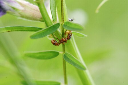 Nature leaf cutter ant leaf photo