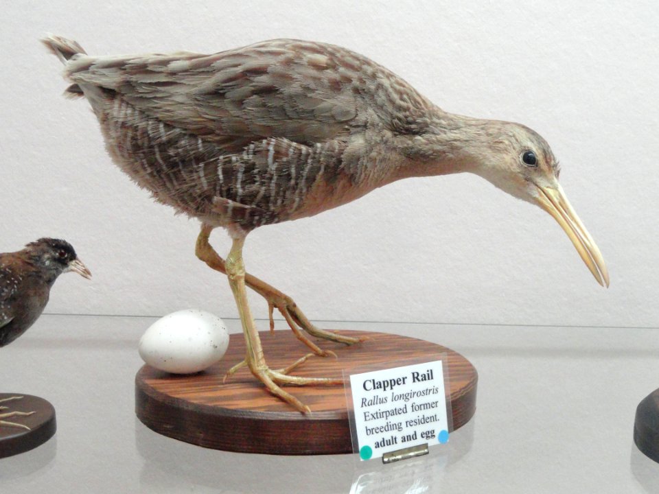 Rallus obsoletus, Pacific Grove Museum of Natural History - DSC06714