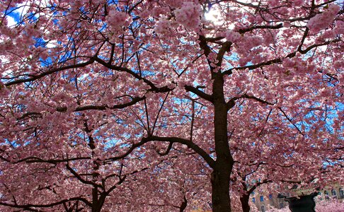 Flowering trees japanese cherry pink flowers