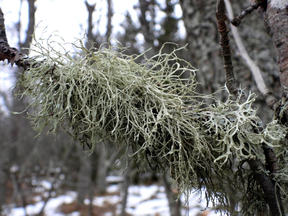 Ramalina farinacea 117792995