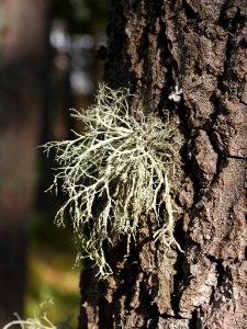 Ramalina farinacea 94022962