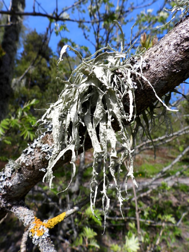 Ramalina fraxinea 74500309