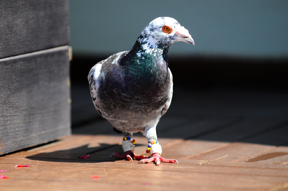 Pigeon bird animal photo