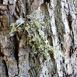 Ramalina fraxinea 95226737