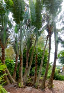 Ravenala madagascariensis - Mounts Botanical Garden - Palm Beach County, Florida - DSC03689
