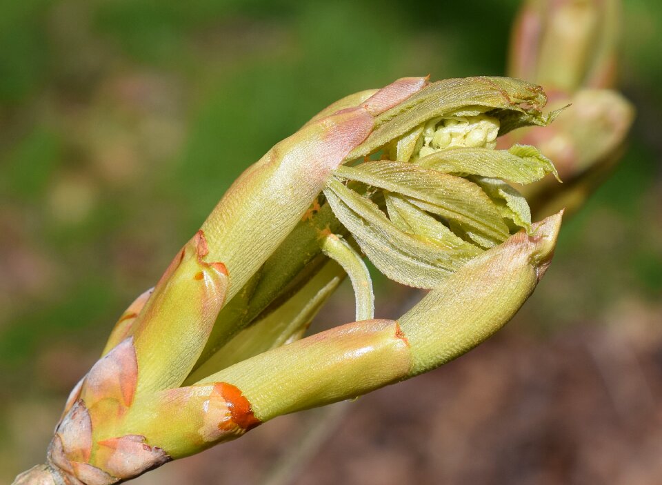 Tree leaves flower bud