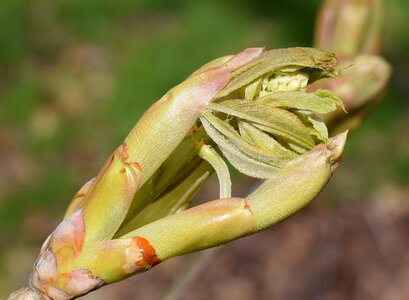 Tree leaves flower bud photo