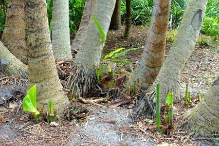 Ravenala madagascariensis - Mounts Botanical Garden - Palm Beach County, Florida - DSC03691