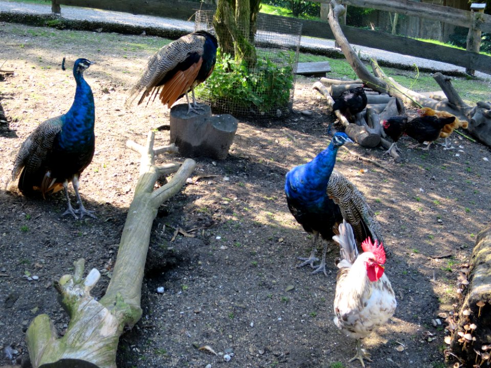 Raritätenzoo Ebbs 6