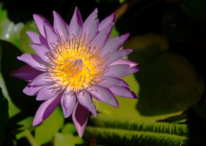 Green waters lotus