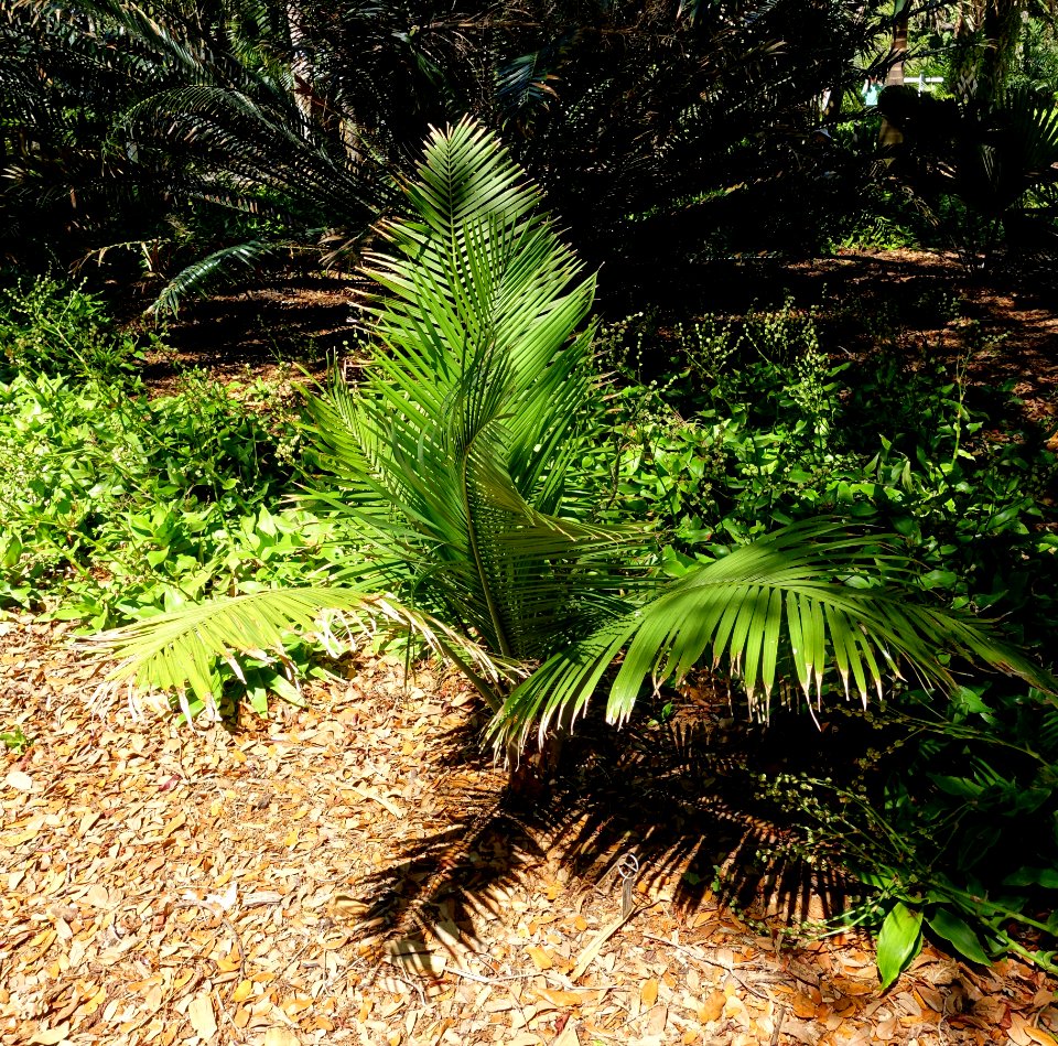 Ravenea rivularis - Marie Selby Botanical Gardens - Sarasota, Florida - DSC01931