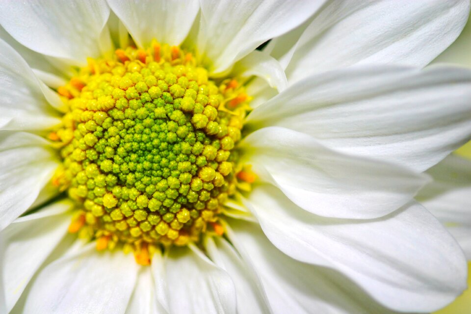 Ox-eye daisy macro photo