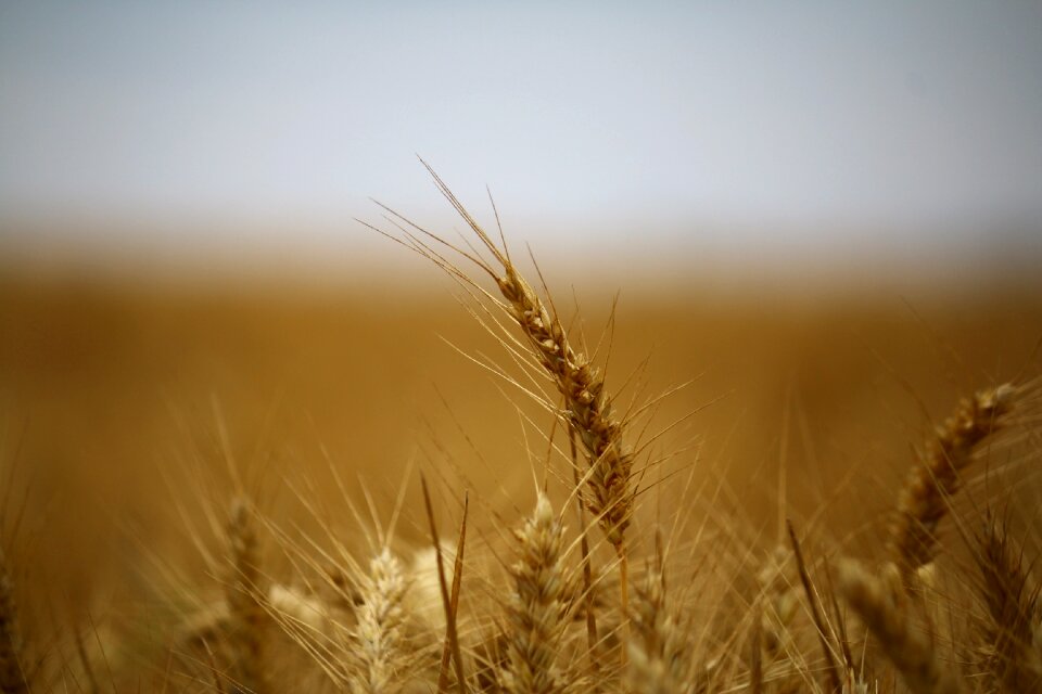 Cereals epi harvest