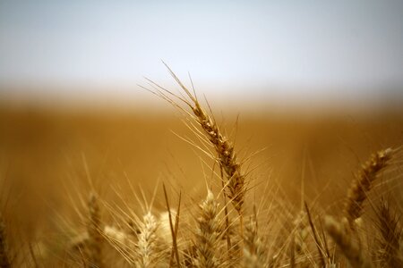 Cereals epi harvest