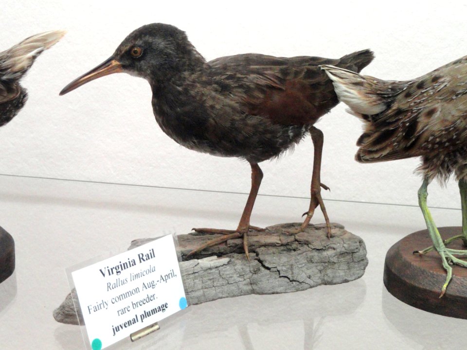 Rallus limicola - Pacific Grove Museum of Natural History - DSC06720