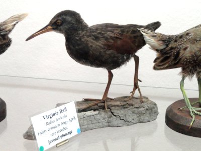 Rallus limicola - Pacific Grove Museum of Natural History - DSC06720