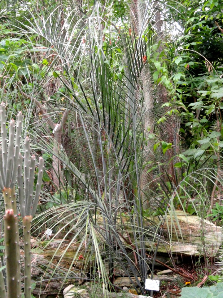 Ravenea xerophila - Palmengarten Frankfurt - DSC01672