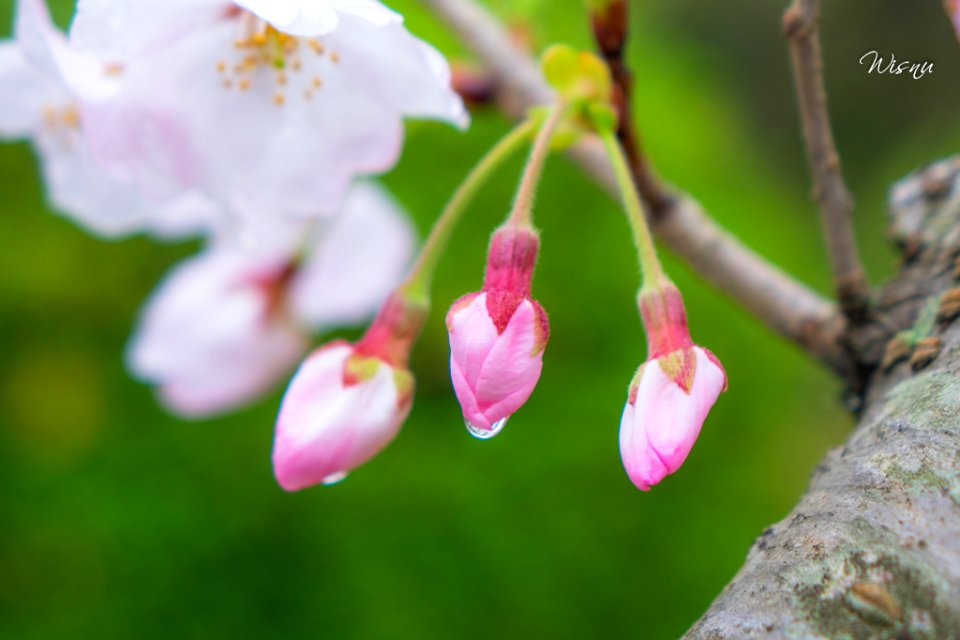 Ready To Blossom (206649103)