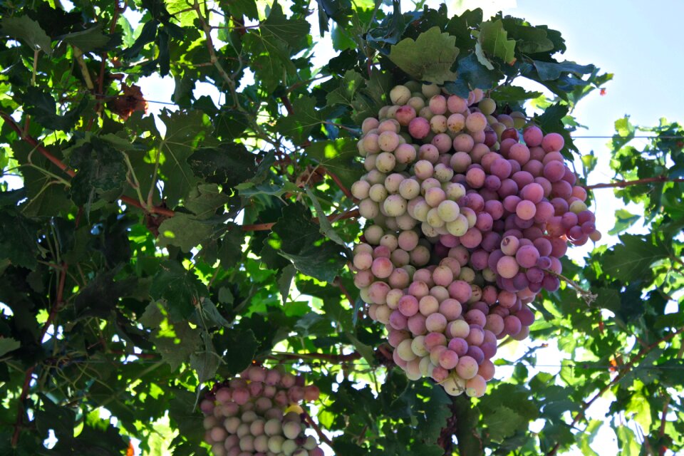 Grapes vineyard winery