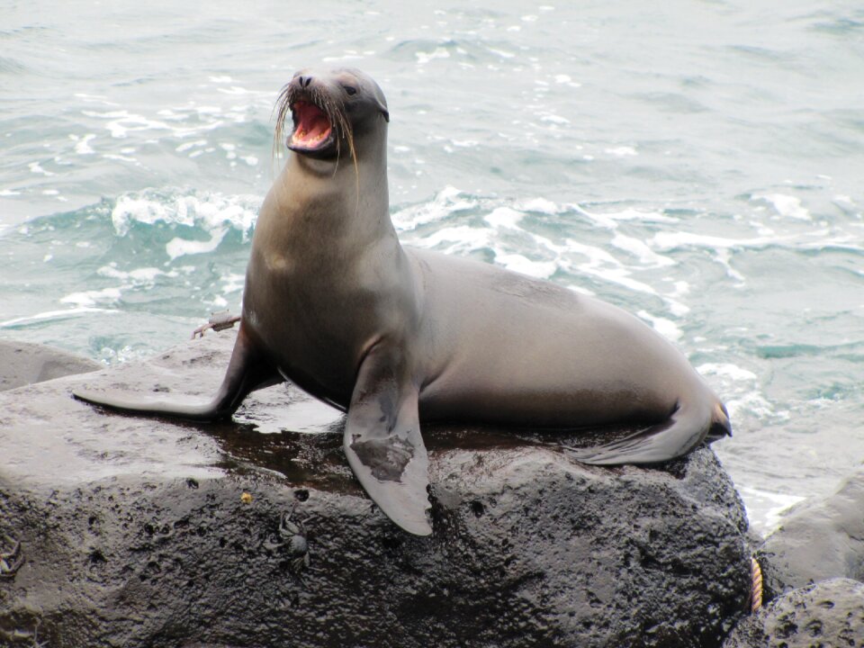 Galapagos galapagos sea lion zalophus wollebaeki