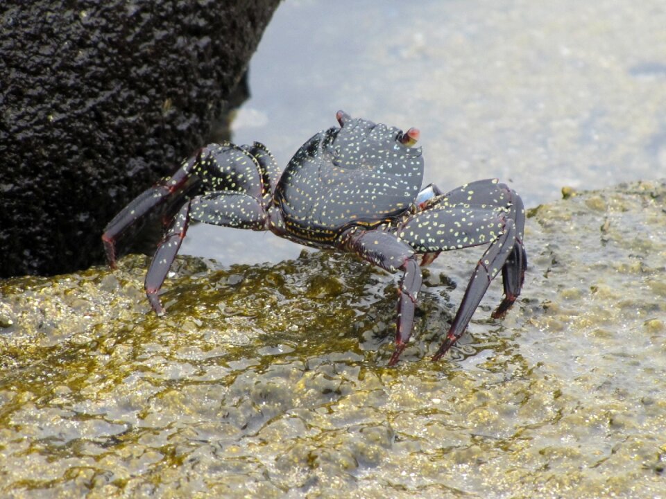 Black crab galapagos cancer