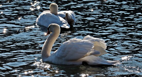 Water white pride photo