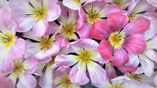Netherlands holland bulb