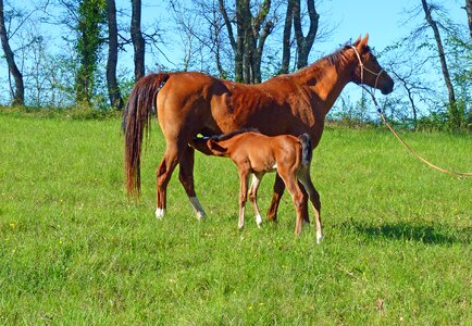 Equine pre prairie
