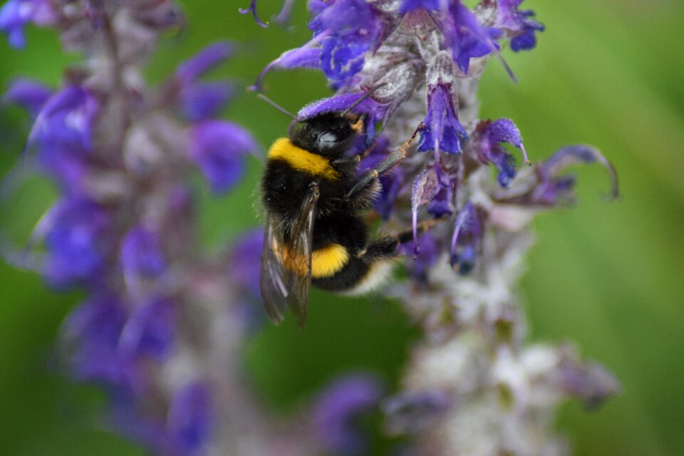 Insect pollen flower