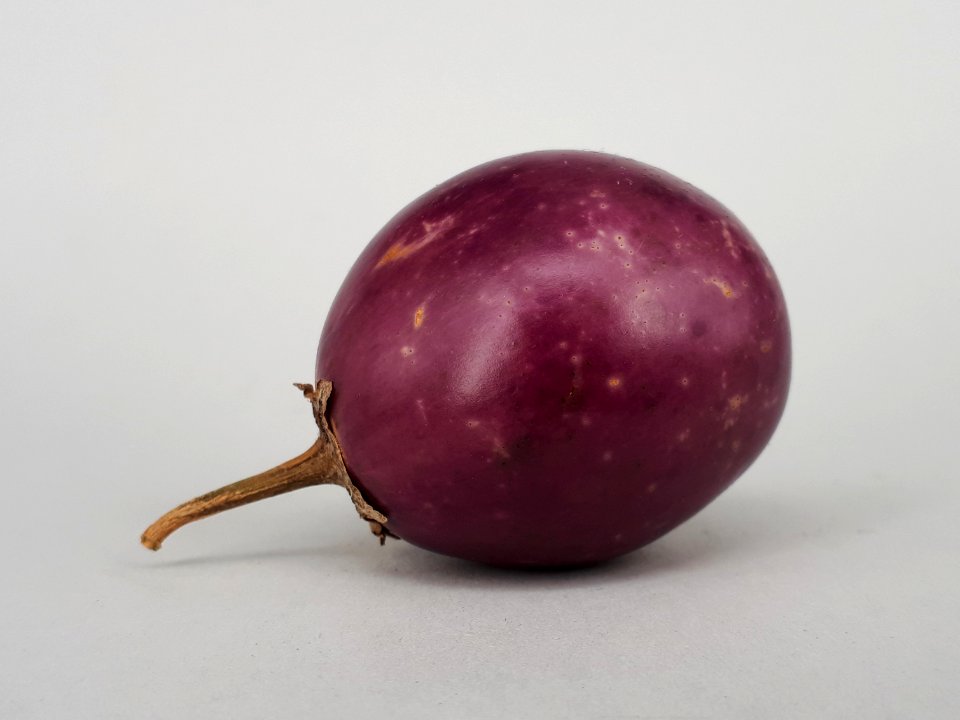 Ratna eggplant 2017 A2