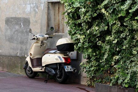 Ivy south of france flair