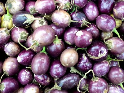 Ratna eggplants 2017 A4