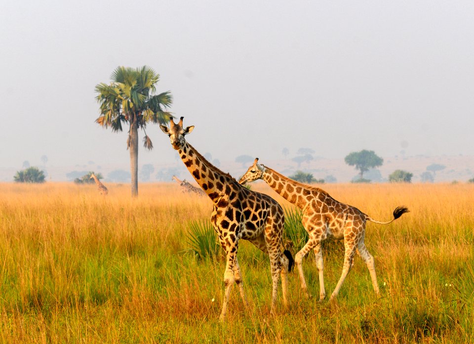 RB 20200115 Murchison Falls 1-92