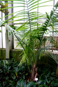 Ravenea rivularis - Botanischer Garten - Heidelberg, Germany - DSC01175