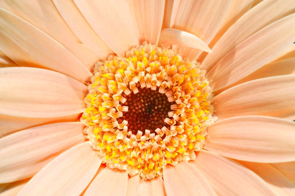 Gerbera daisy aster