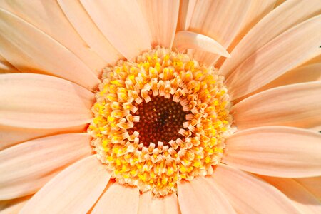 Gerbera daisy aster photo