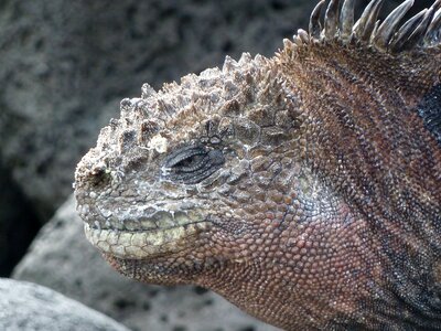 Iguana water sea