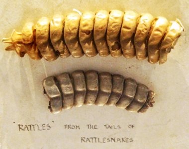 RattlesFromTheTailsOfRattlesankes photo