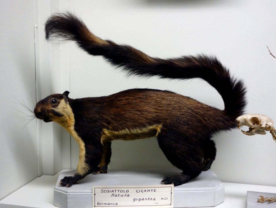 Ratufa bicolor gigantea - Museo Civico di Storia Naturale Giacomo Doria - Genoa, Italy - DSC02794
