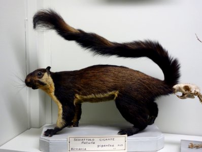 Ratufa bicolor gigantea - Museo Civico di Storia Naturale Giacomo Doria - Genoa, Italy - DSC02794
